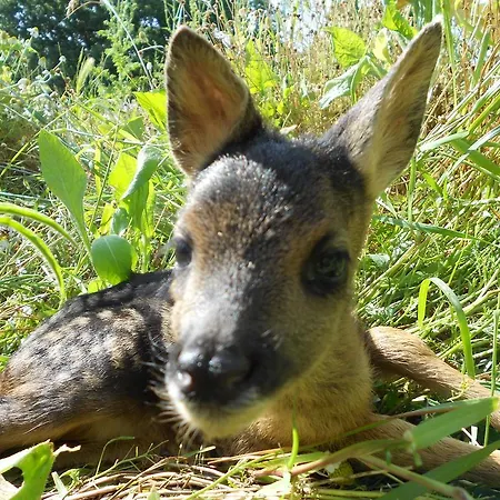 Vakantieboerderij Bronzivalle *