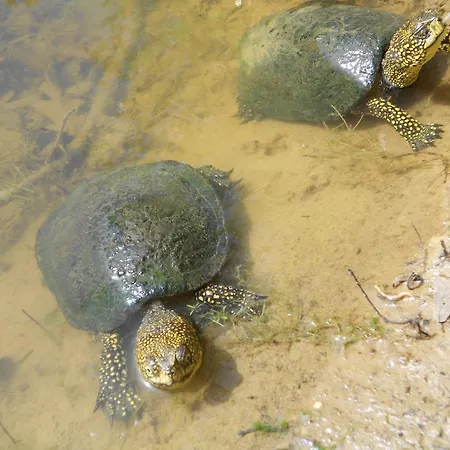 Bronzivalle Vakantieboerderij Riotorto