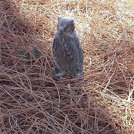 Bronzivalle Riotorto